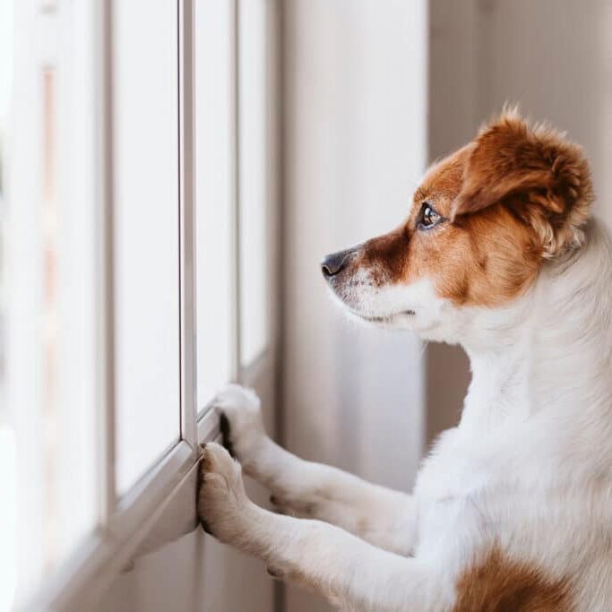 cute small dog standing on two legs and looking away by the window searching or waiting for his owner. Pets indoors; Shutterstock ID 1223036338; Purchase Order: booj Website Launch; Job: ; Client/Licensee: ; Other: